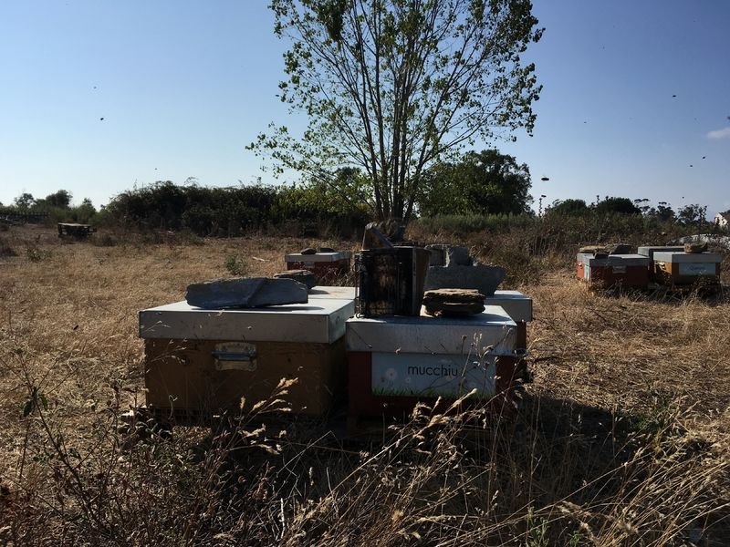 La ruche Mucchiu