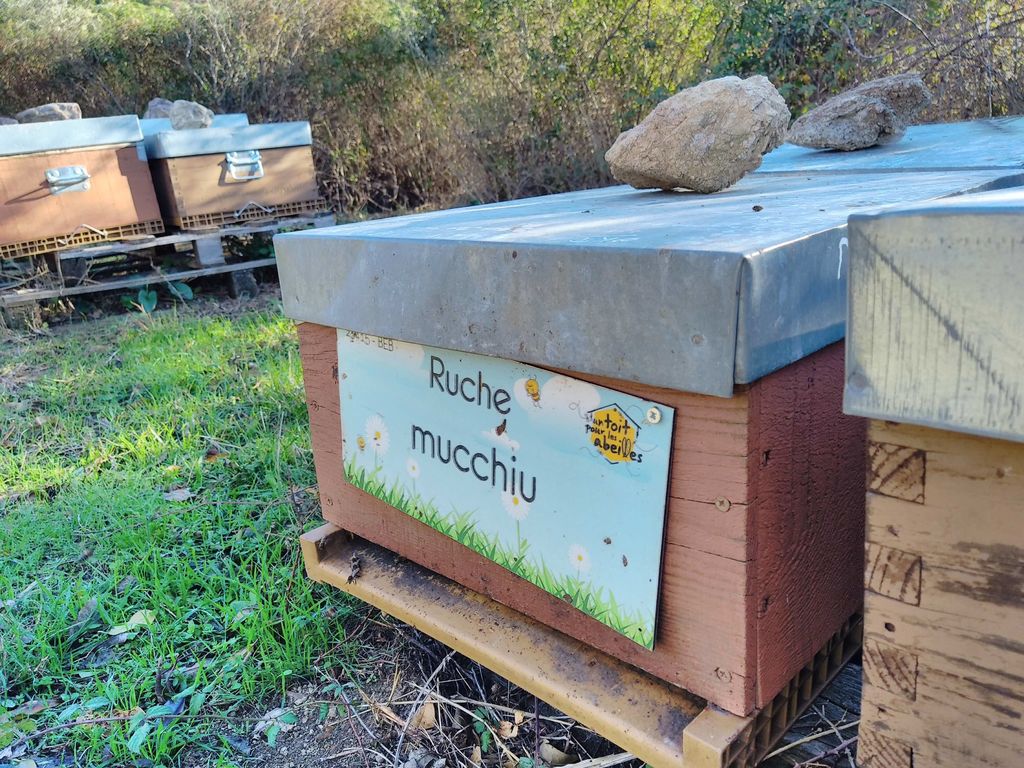 La ruche Mucchiu