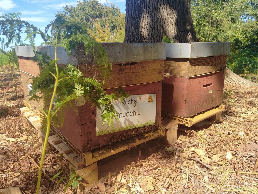 La ruche Mucchiu