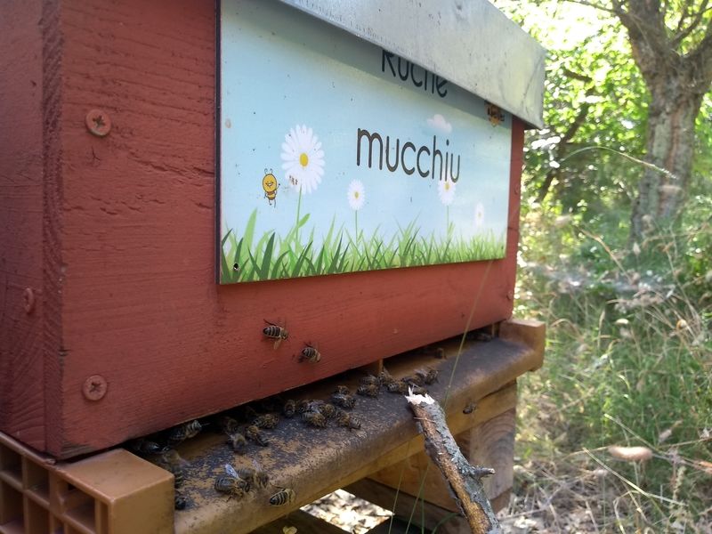 La ruche Mucchiu