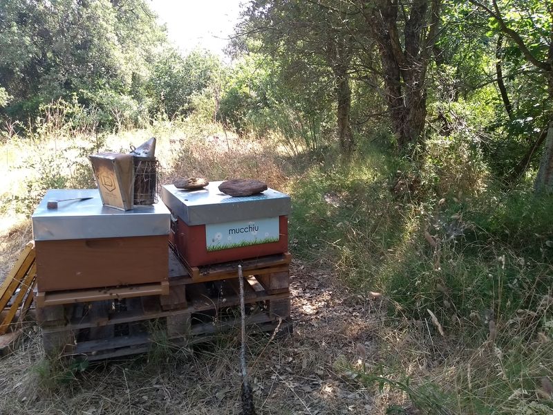La ruche Mucchiu