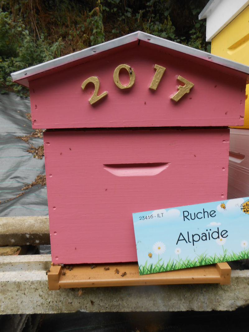 La ruche Alpaïde