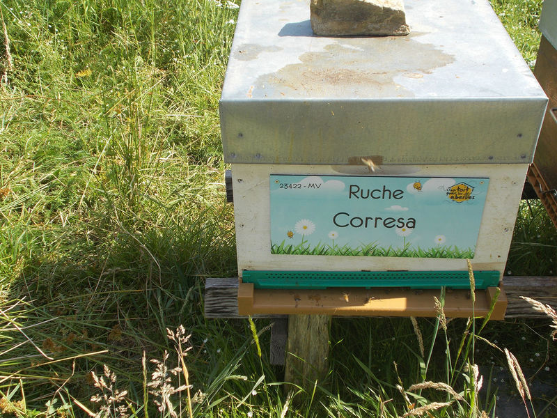 La ruche