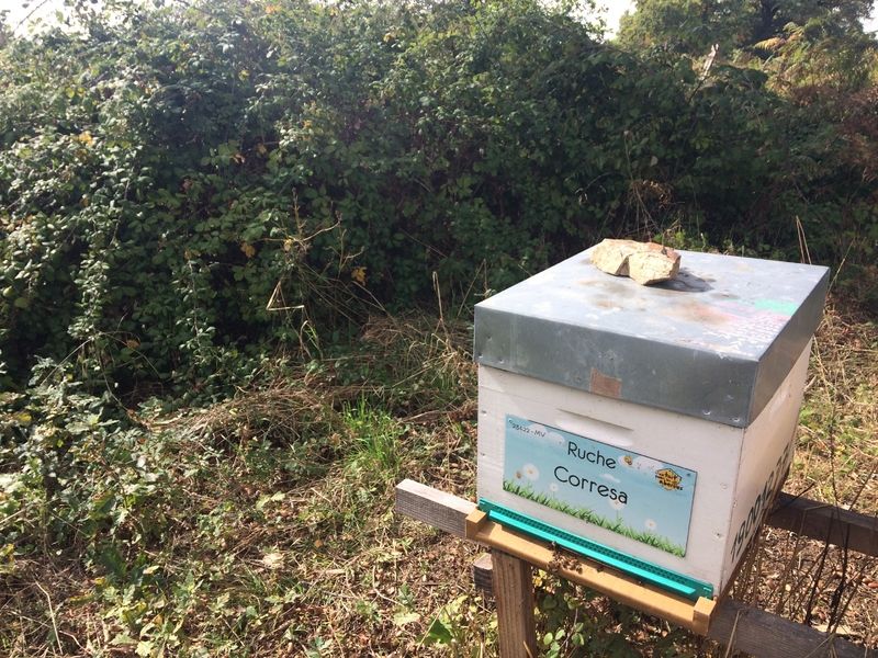 La ruche Corresa