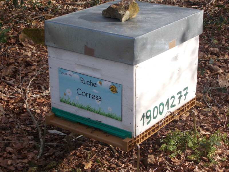 La ruche Corresa