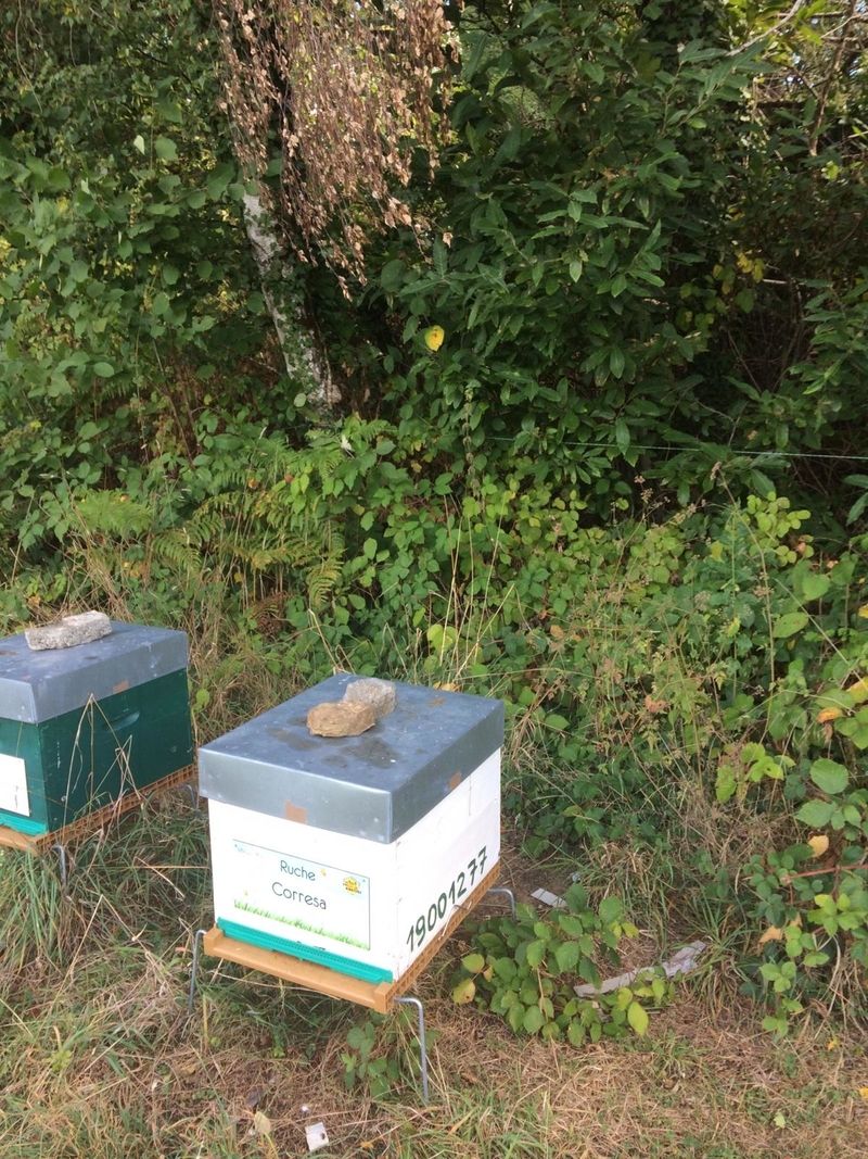 La ruche Corresa