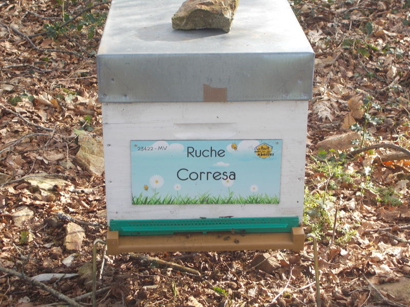 La ruche Corresa