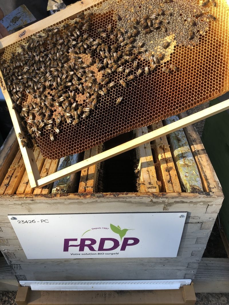 La ruche FRDP 