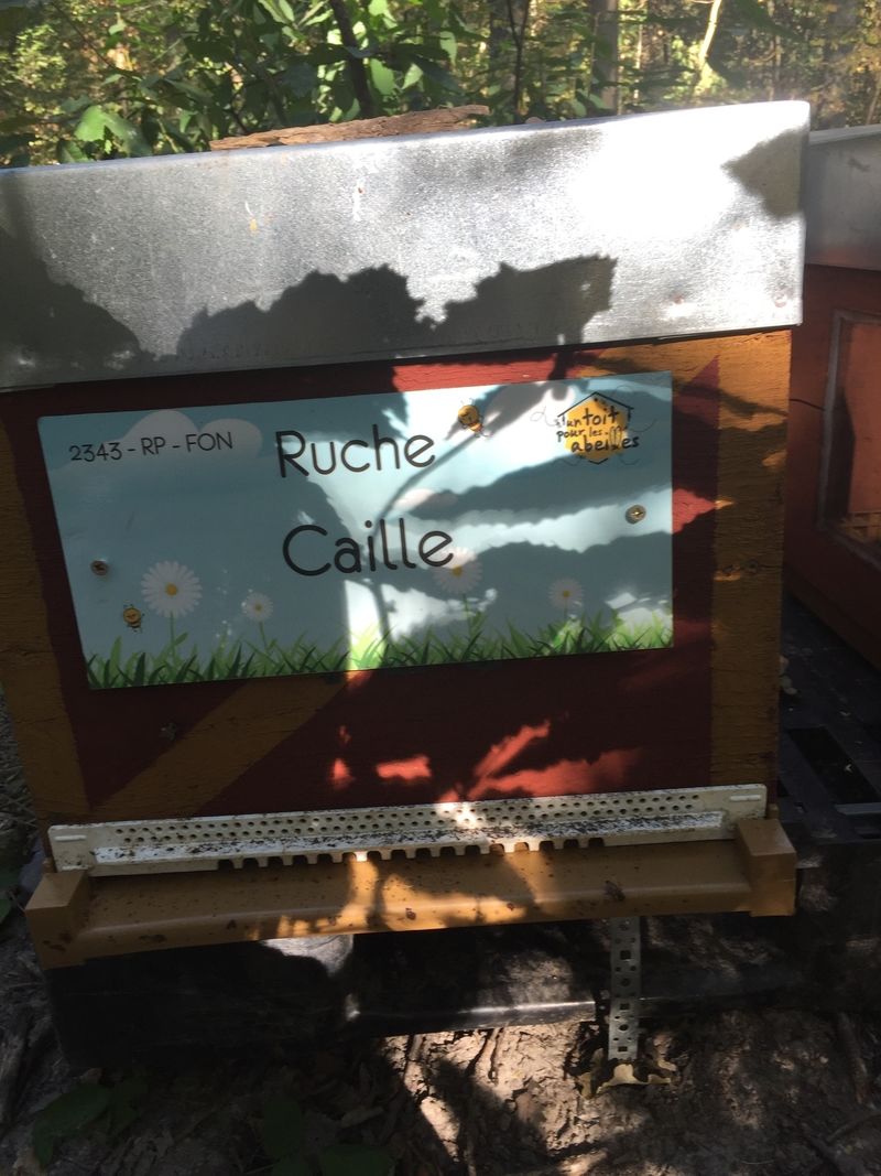 La ruche