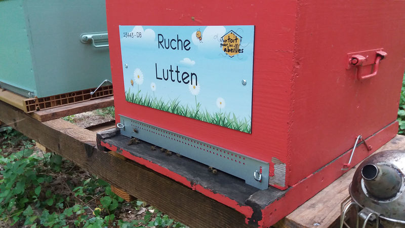 La ruche Lutten