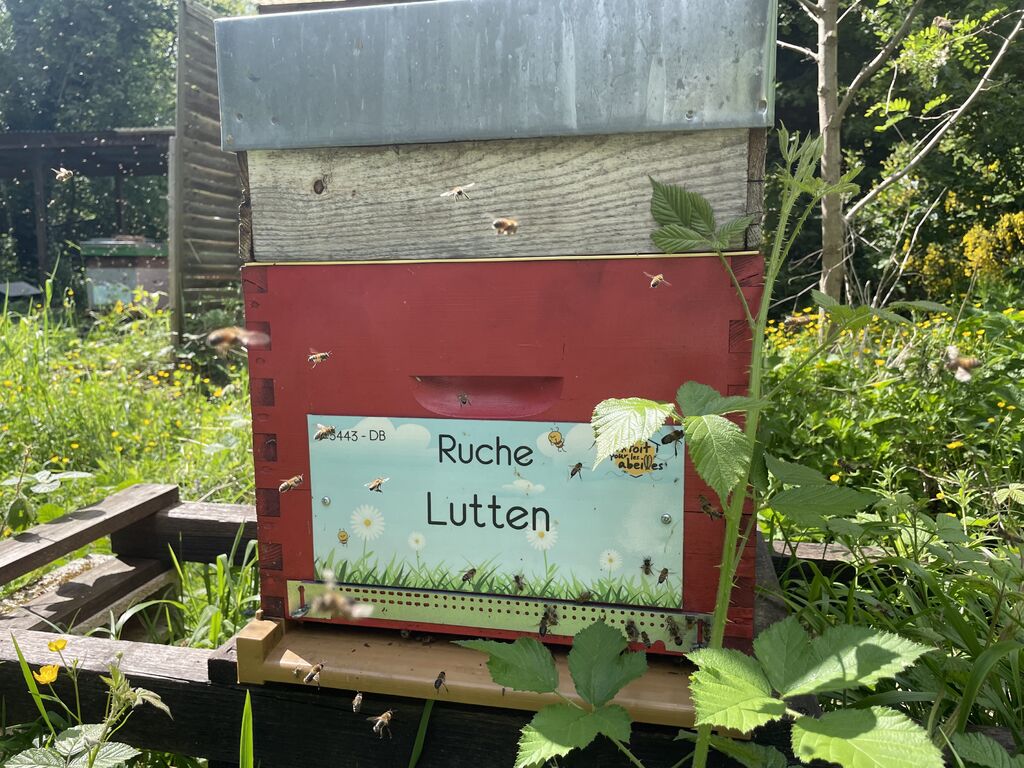 La ruche Lutten
