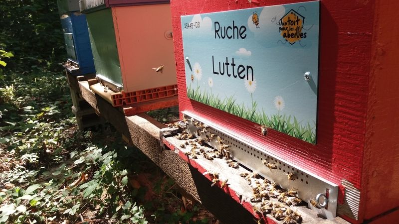 La ruche Lutten