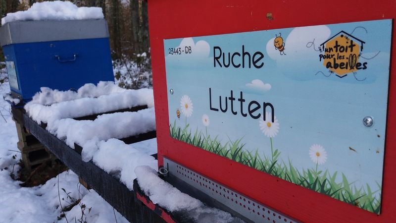 La ruche Lutten