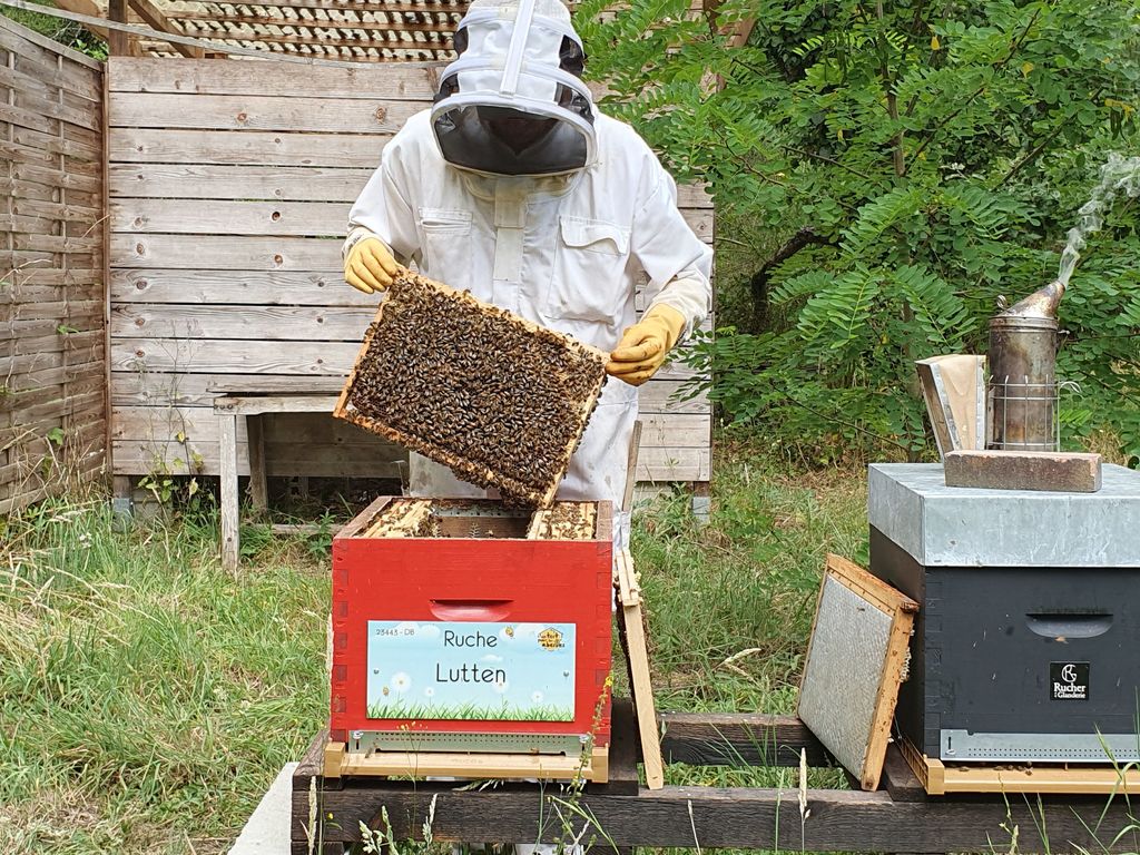 La ruche Lutten