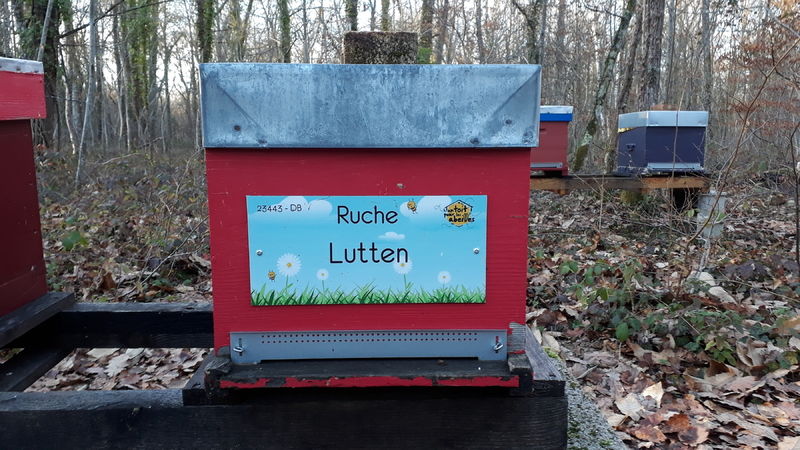 La ruche Lutten
