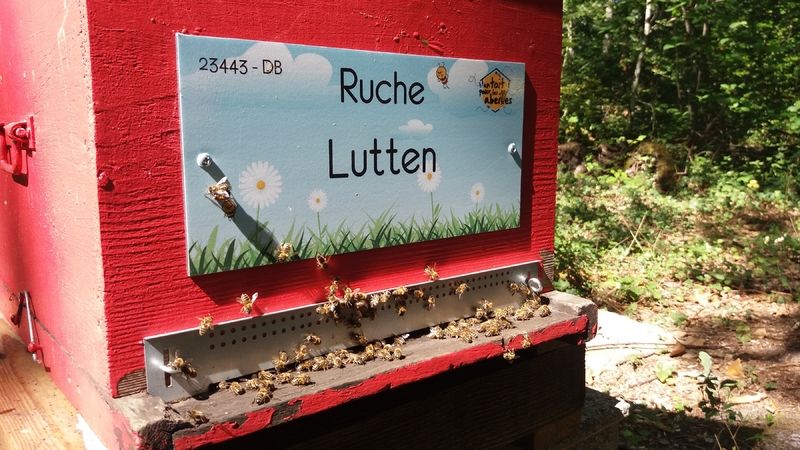 La ruche Lutten