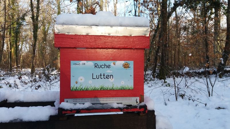 La ruche Lutten