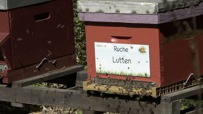 La ruche Lutten