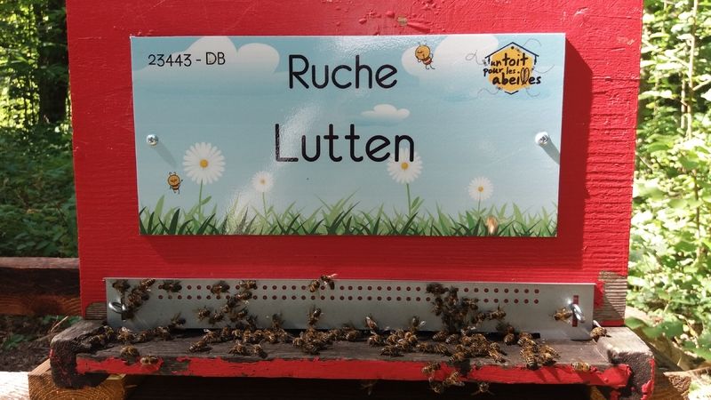 La ruche Lutten