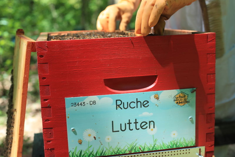 La ruche Lutten