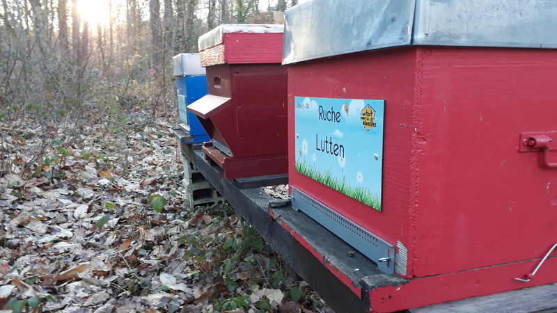La ruche Lutten