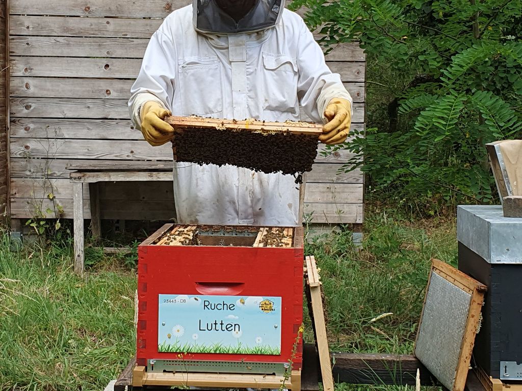 La ruche Lutten