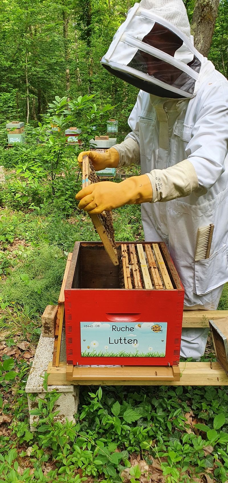 La ruche Lutten