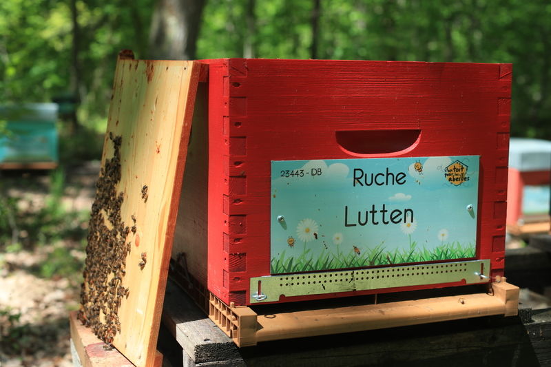 La ruche Lutten