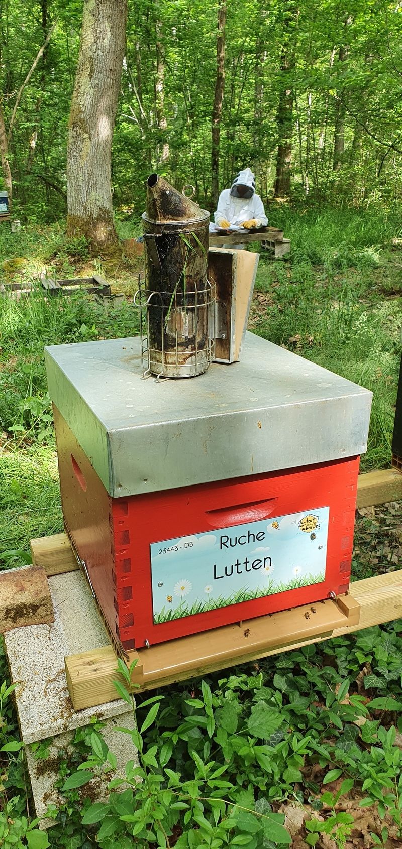 La ruche Lutten