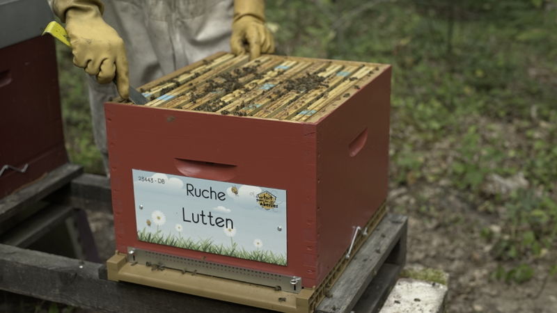 La ruche Lutten