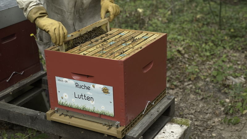 La ruche Lutten