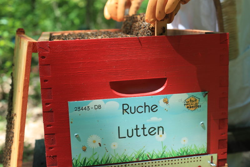La ruche Lutten
