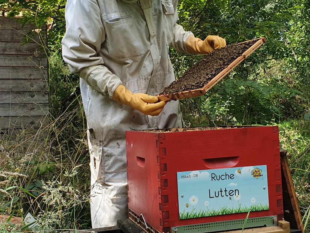La ruche Lutten