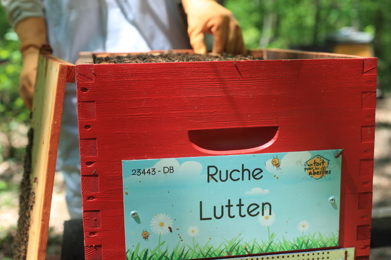 La ruche Lutten