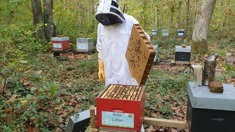 La ruche Lutten
