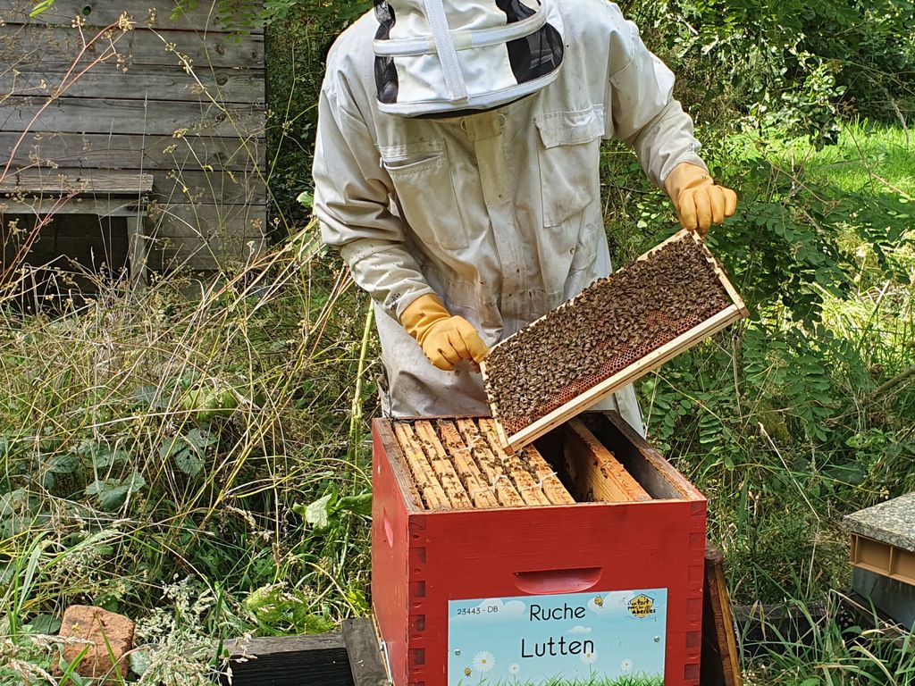 La ruche Lutten