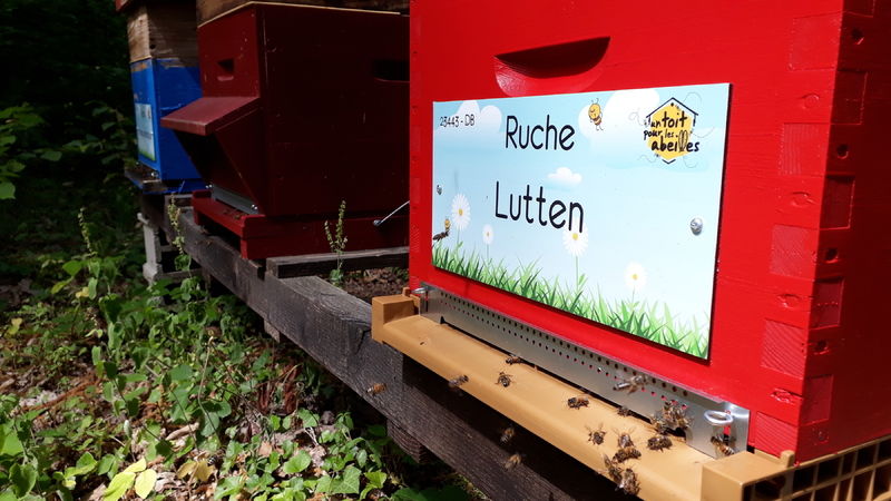 La ruche Lutten