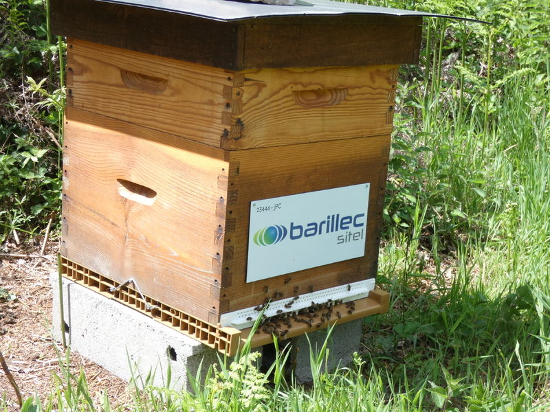 La ruche BARILLEC Sitel