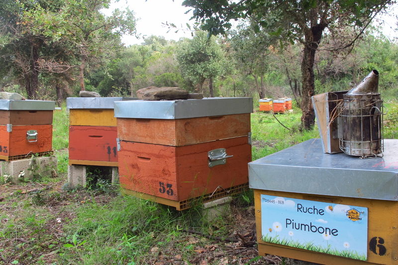 La ruche Piumbone