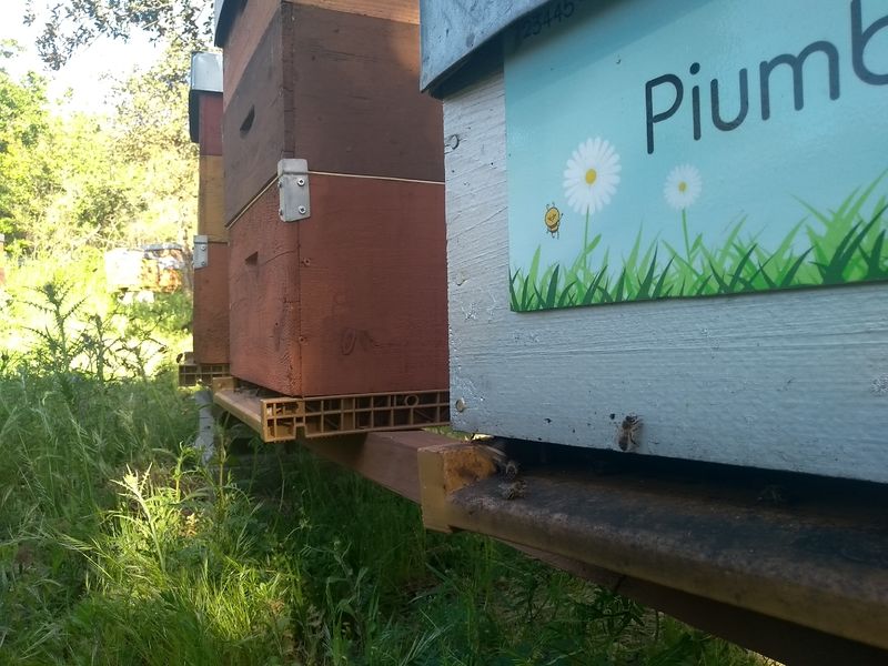 La ruche Piumbone