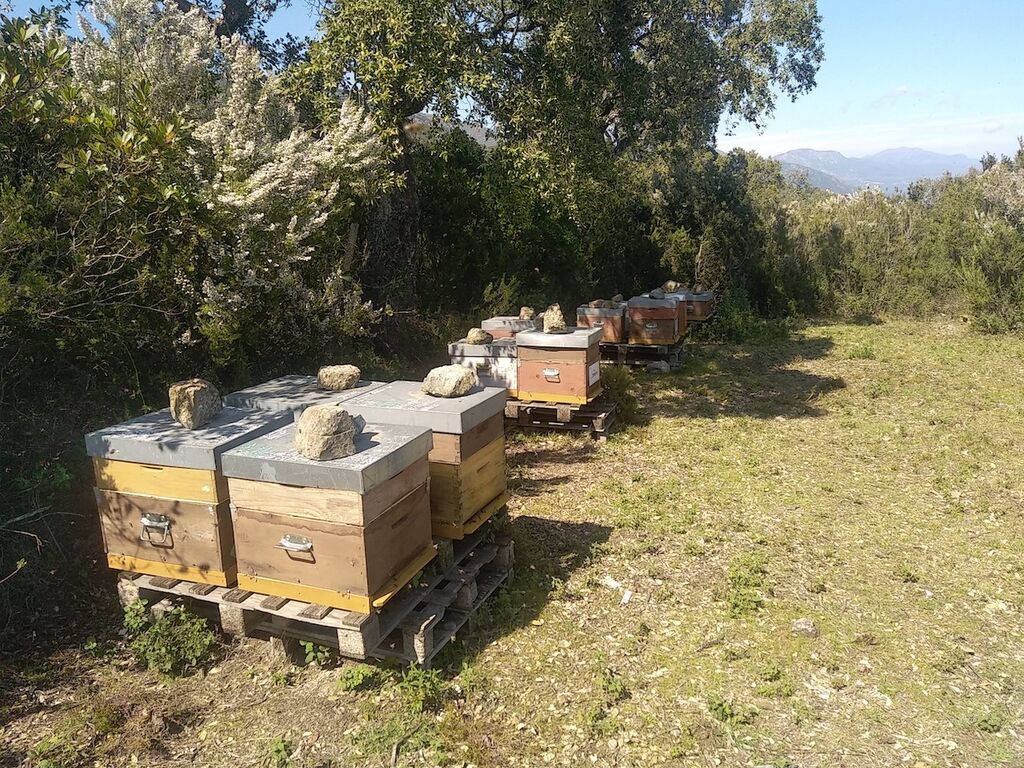 La ruche Piumbone