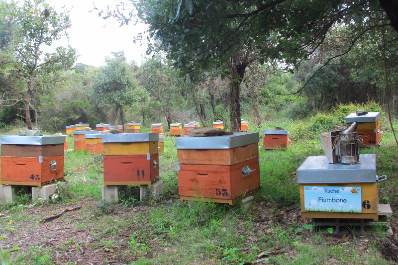 La ruche Piumbone
