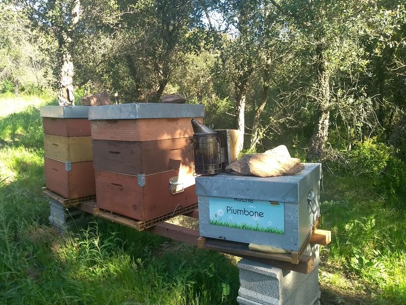 La ruche Piumbone