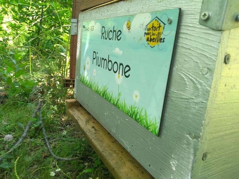 La ruche Piumbone