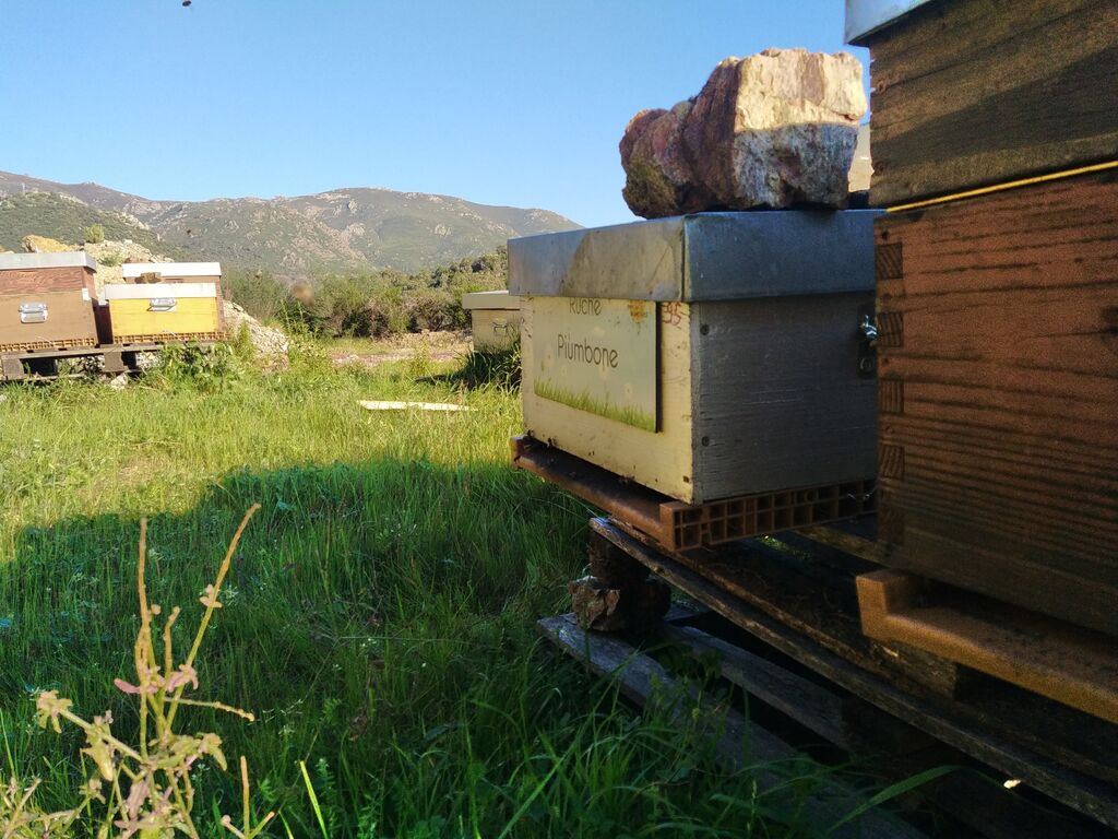 La ruche Piumbone
