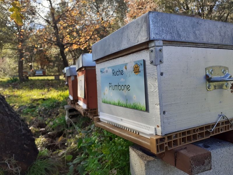 La ruche Piumbone