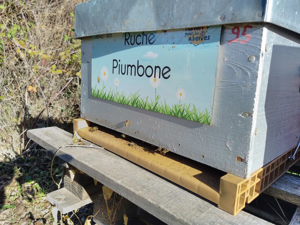 La ruche Piumbone