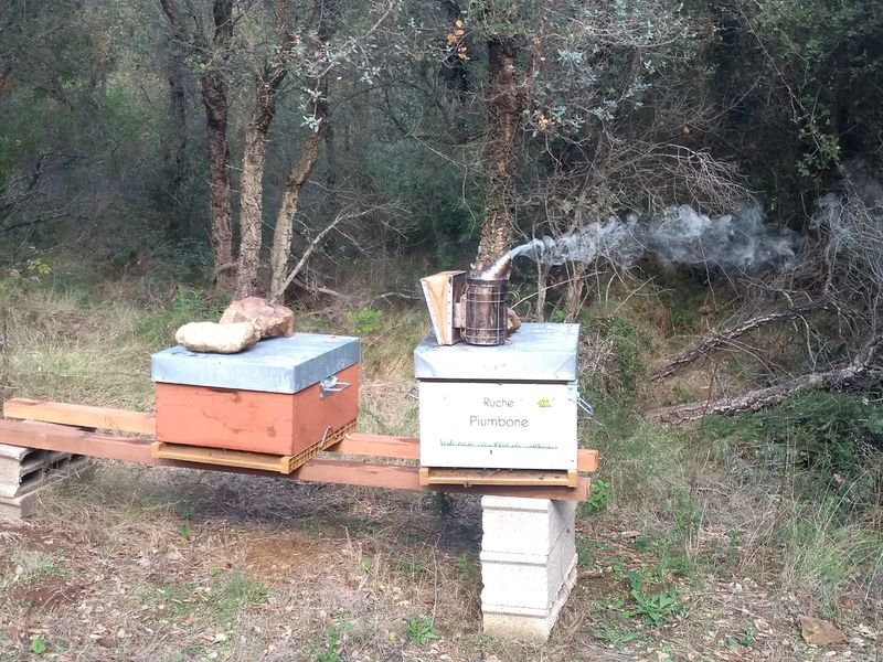 La ruche Piumbone