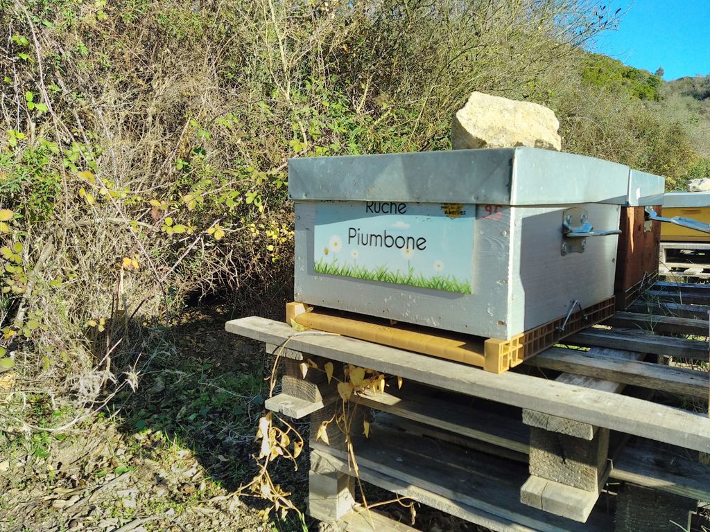 La ruche Piumbone