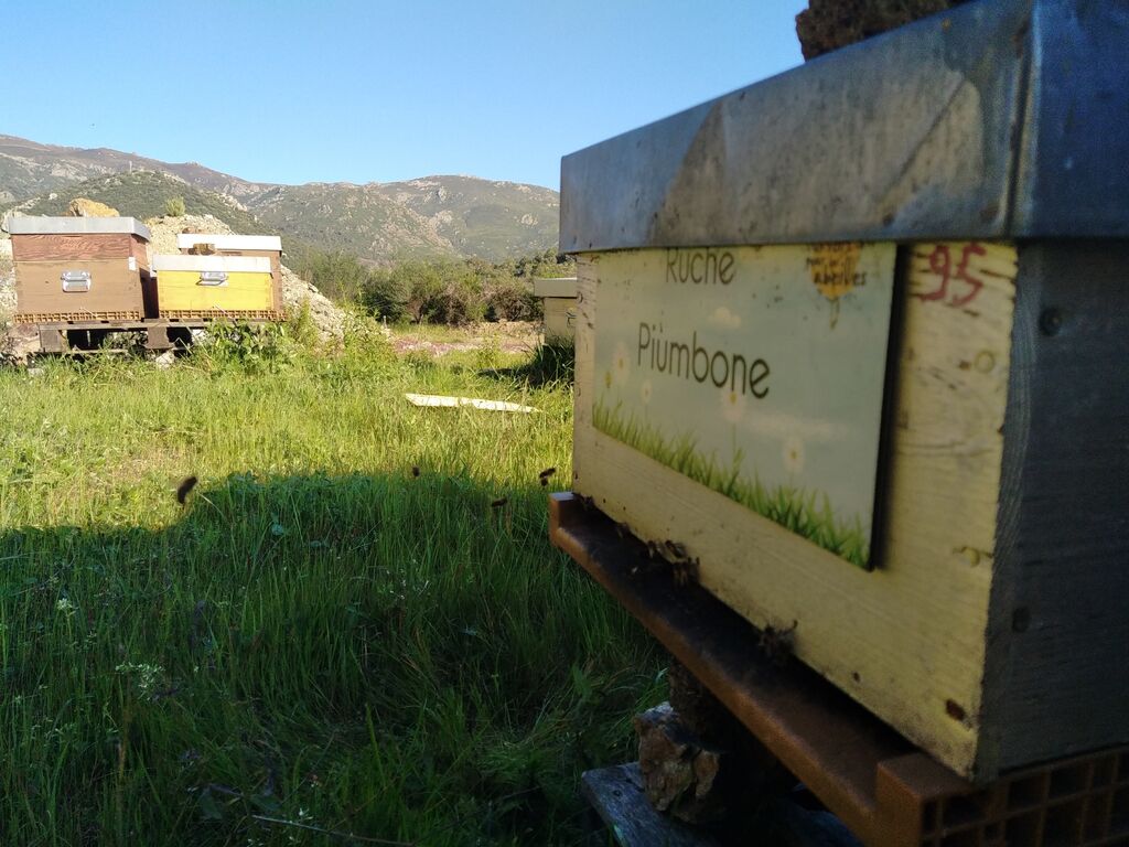 La ruche Piumbone